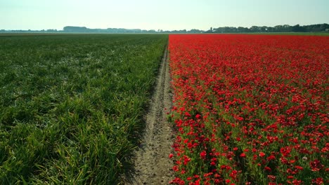 camino estrecho entre un campo de amapolas y un campo de cebollas