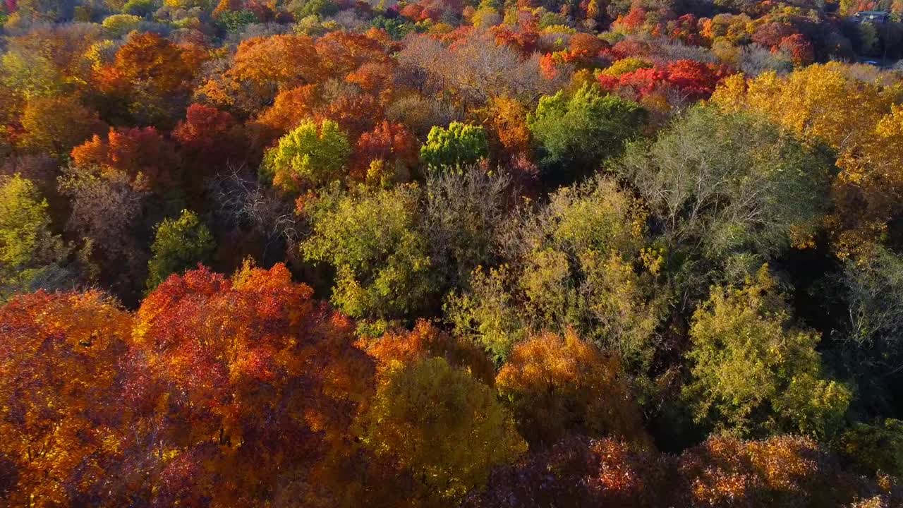 Aerial View of Colorful Autumn Forest