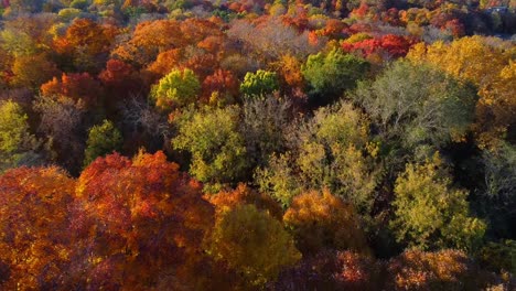 aerial view of colorful autumn forest