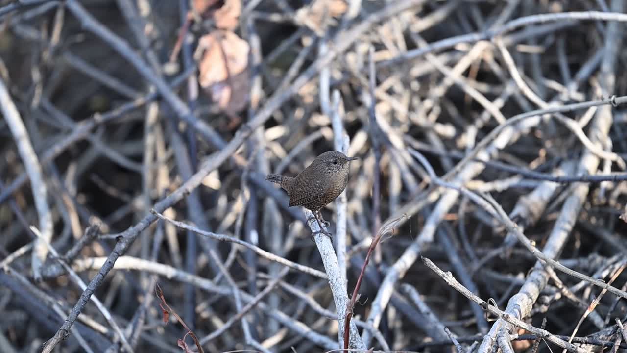 En gærdesmutte (Troglodytes troglodytes) er opmærksom på en mosklædt træstamme. Dens ikoniske opretstående hale og fine brune striber er perfekt fanget i det bløde skovlys.