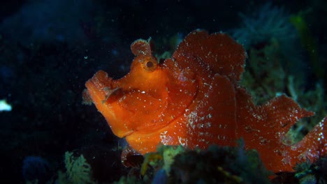 Rhinopias-Eschmeyeri-Paddelklappen-Rhinopias-Drachenköpfe-Mit-Parasiten-Lembeh-4k-25fps