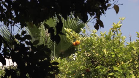 fresh oranges hanging from the green branches of a tree, in the natural light