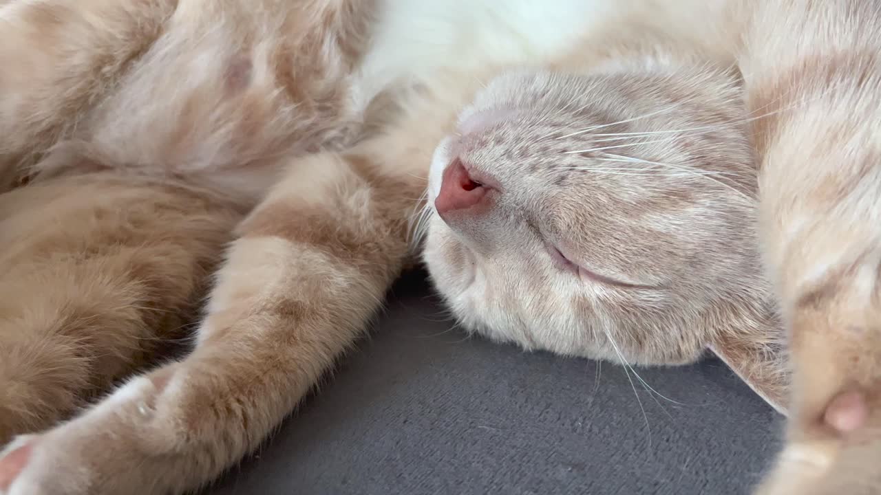 새끼 고양이 가 배 를 올려 놓고 웃긴 자세 로 휴식 하고 있다