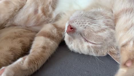 kitten resting with its belly up and in a funny position