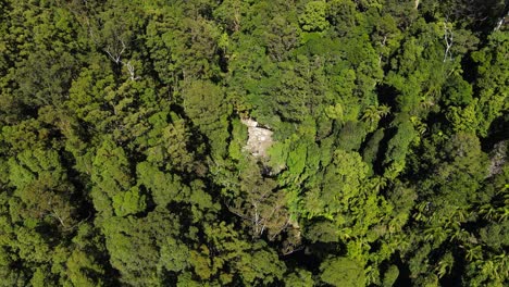 exuberante bosque verde desierto - monte cougal currumbin valley australia - antena