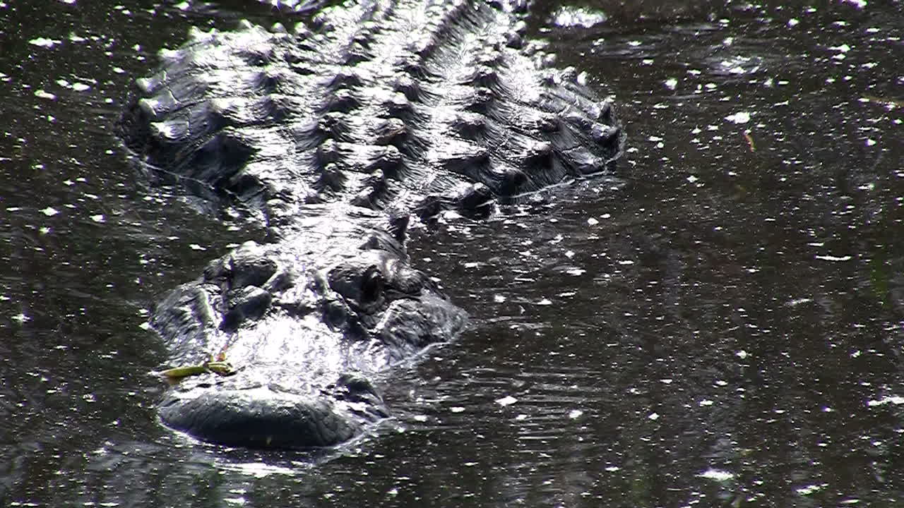 악어는 에버글레이즈에서 시청자를 향해 헤엄칩니다.
