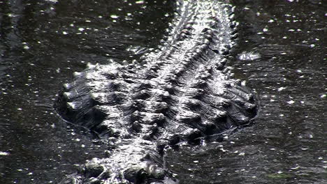 alligators swims towards the viewer in the everglades