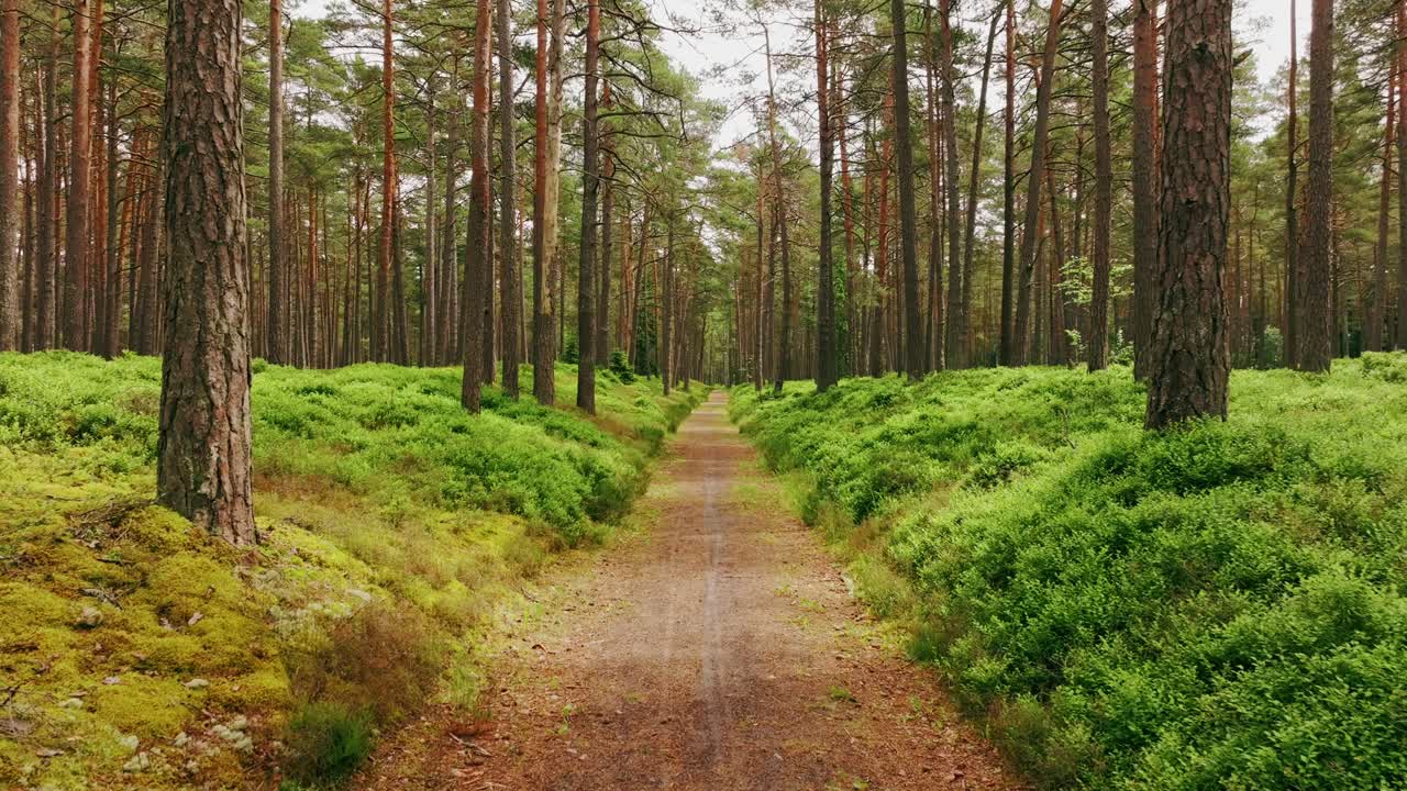 Smooth low flight over forest path, lush greenery and straight pine tree trunks