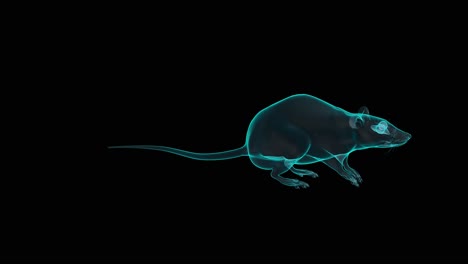 rata propaga presentaciones médicas de orthohantavirus en video gráfico