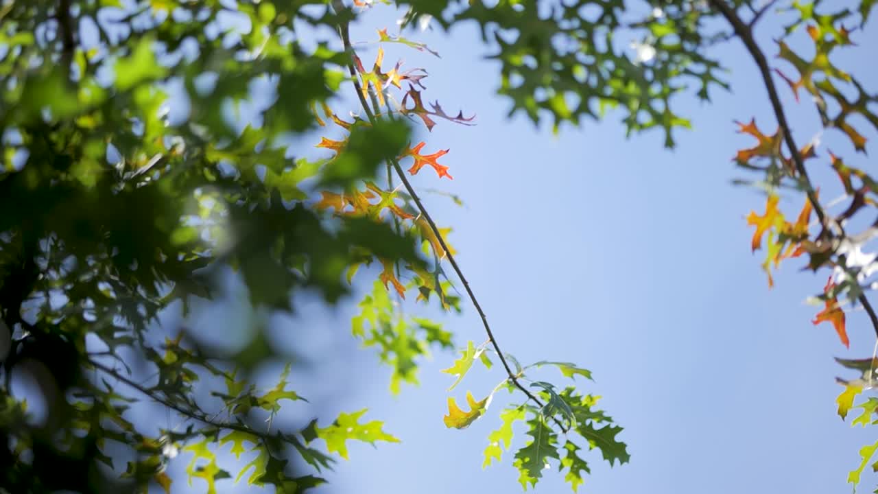 Treetop View from Below with Green and Yellow Leaves in the Wind – Slow Motion on a Clear Blue Sky Day