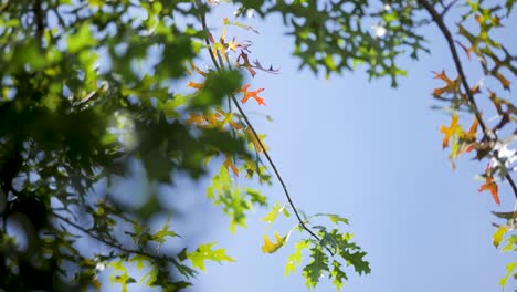treetop view from below with green and yellow leaves in the wind – slow motion on a clear blue sky day