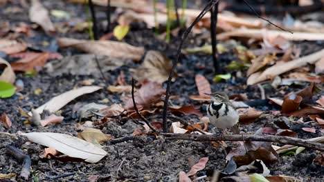 the forest wagtail is a passerine bird foraging on branches, forest grounds, tail wagging constantly sideways