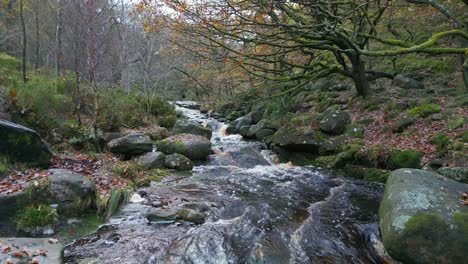 Tranquil-winter-woodland-with-a-slow-stream,-golden-oak-trees,-and-fallen-leaves,-offering-a-peaceful-and-relaxing-scene