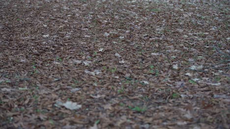 Gloomy-autumn-park-in-cloudy-cold-weather,-gloomy-paints-of-fall.-forest-on-the-road-to-frost