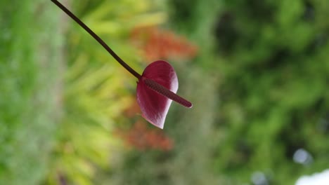 an anthurium flower in the foreground with a lush tropical garden in the background