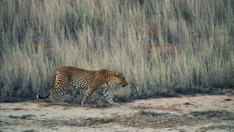 Leopard-Läuft-Von-Links-Nach-Rechts-über-Sandigen-Boden-Und-Verlässt-Schließlich-Die-Rahmen