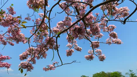 blooming flowers tabebuya tree with blue sky - handroanthus chrysotrichus