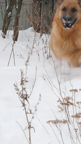 shepherd enjoying winter playing in the snow