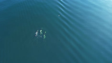 Tres-Ballenas-Orcas-Nadando-En-Un-Mar-Tranquilo-Con-Un-Dron-Siguiéndolas,-Destacando-El-Papel-De-La-Tecnología-Y-El-Impacto-En-La-Vida-Silvestre.