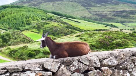 a wild brown goat rests on an old dry stone wall at fathom's flagstaff viewpoint