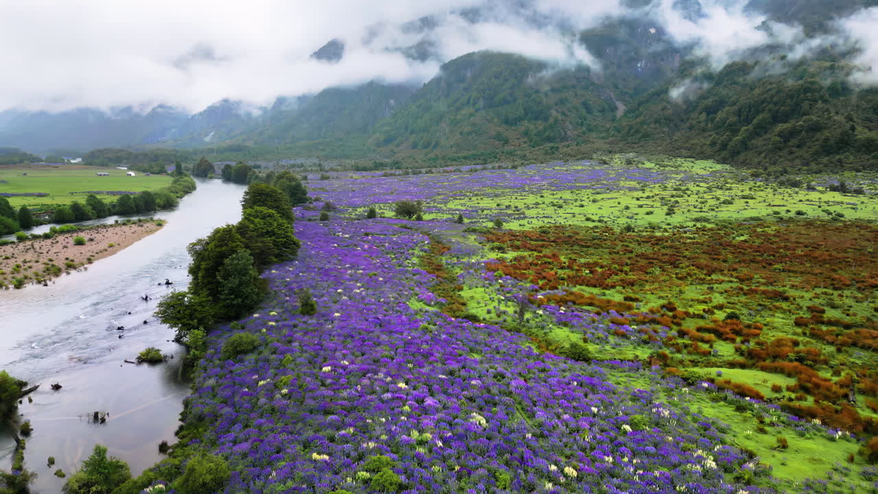 Aerial drone view a river winding alongside vast purple lupine fields and green pastures under cloudy skies