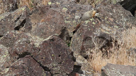 Cute-and-curious-Yellow-bellied-Marmot-climbs-among-rock-boulders