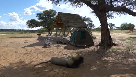 Viejo-León-De-Crin-Negro-Descansando-Bajo-Un-árbol-Sombreado-En-Un-Día-Soleado-En-El-Parque-Transfronterizo-Kgalagadi-En-Botswana---Plano-Medio