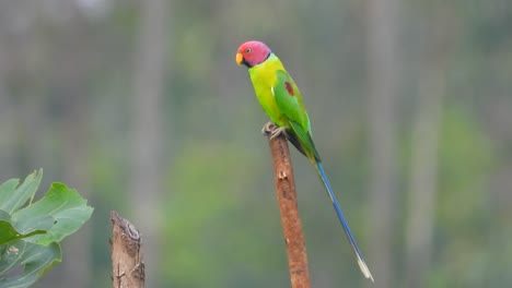 Parrot-in-forest-MP4-4k-.