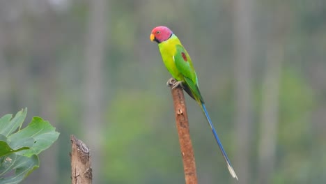 loro en el bosque mp4 4k.