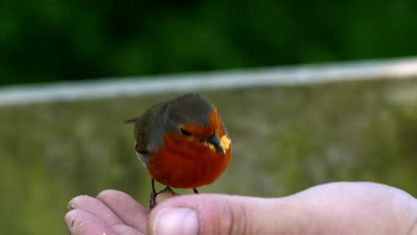 close up of a robin eating nuts from a caucasian coloured hand