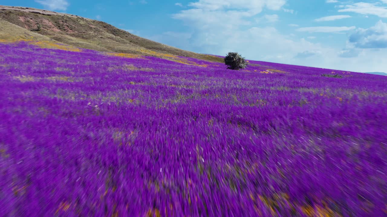 volando sobre un campo de flores silvestres en un valle de montaña