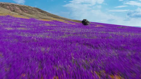 flying over a field of wild flowers in a mountain valley