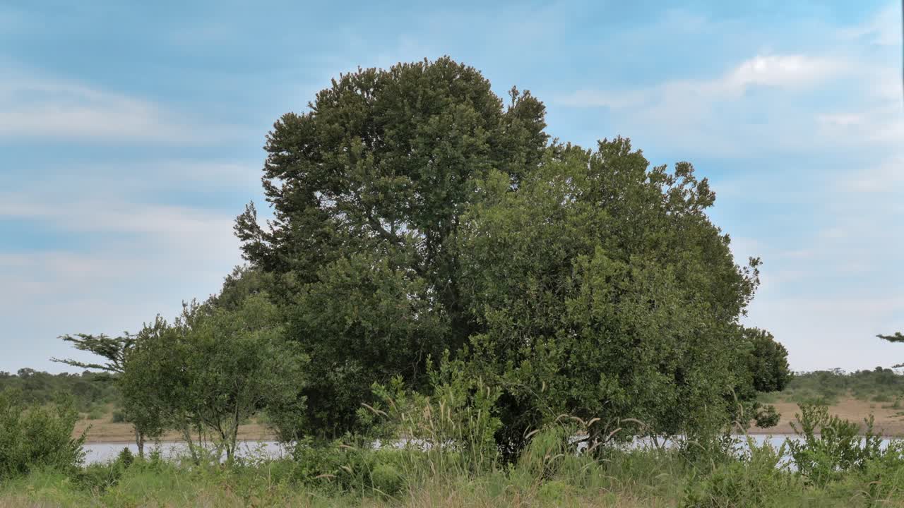 밝은 푸른 하늘을 배경으로 호수 옆에 있는 거대한 아름다운 나무