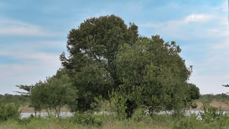 a huge beautiful tree next to a lake against a bright blue sky