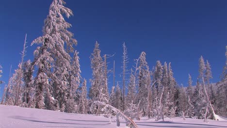 un paisaje nevado con árboles de invierno cubiertos de nieve