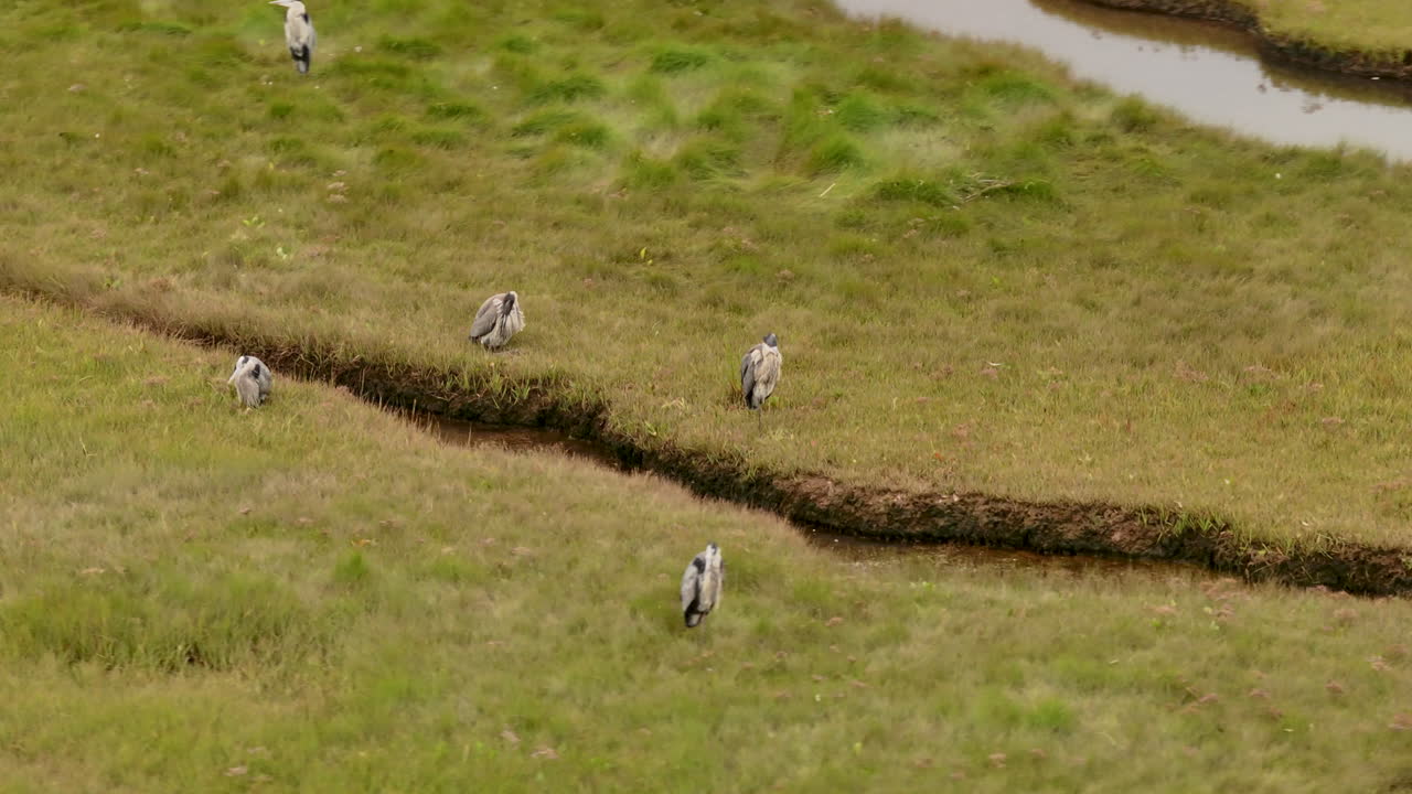 aerial flight around Herons standing in the wetlands in Canada