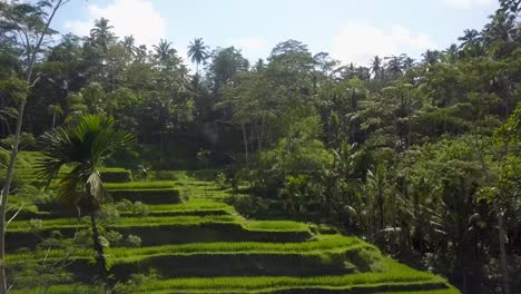 vibrant pristine green rice field terraces in bali, indonesia - aerial ground-level fly-over wide shot