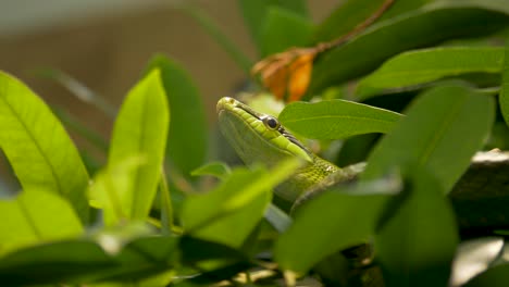 close-up of a red-tailed racer