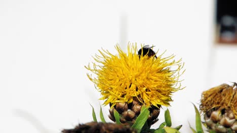 Eine-Makro-Nahaufnahme-Einer-Hummel-Auf-Einer-Gelben-Blume,-Die-Nach-Nahrung-Sucht