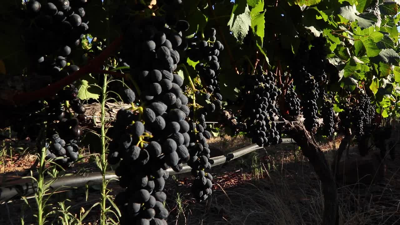 웨스턴케이프의 포도밭