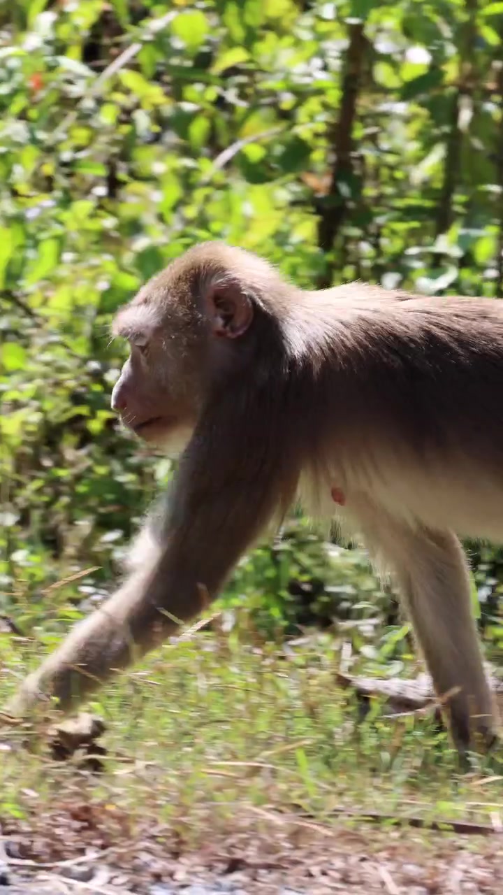 Macaque moves steadily beside sunlit forest road, natural daylight, side view, shallow depth