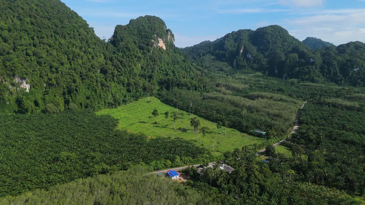 cultivo de palma, vuelo sobre plantación agrícola con palmeras en crecimiento cerca de krabi, tailandia, biocombustible biodiésel aceite de palma crudo, disparo aéreo de drones
