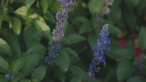 bumblebee polinizando flores de lavanda en un jardín - primer plano