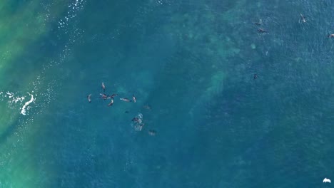 Drone-Disparó-Girando-Mientras-Los-Leones-Marinos-Juegan-Y-Flotan-En-El-Océano-Azul-Y-Las-Aves-Vuelan-Durante-La-Marea-Real-En-La-Jolla-California