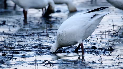 a snow goose puts its head deep in the mud to eat plants