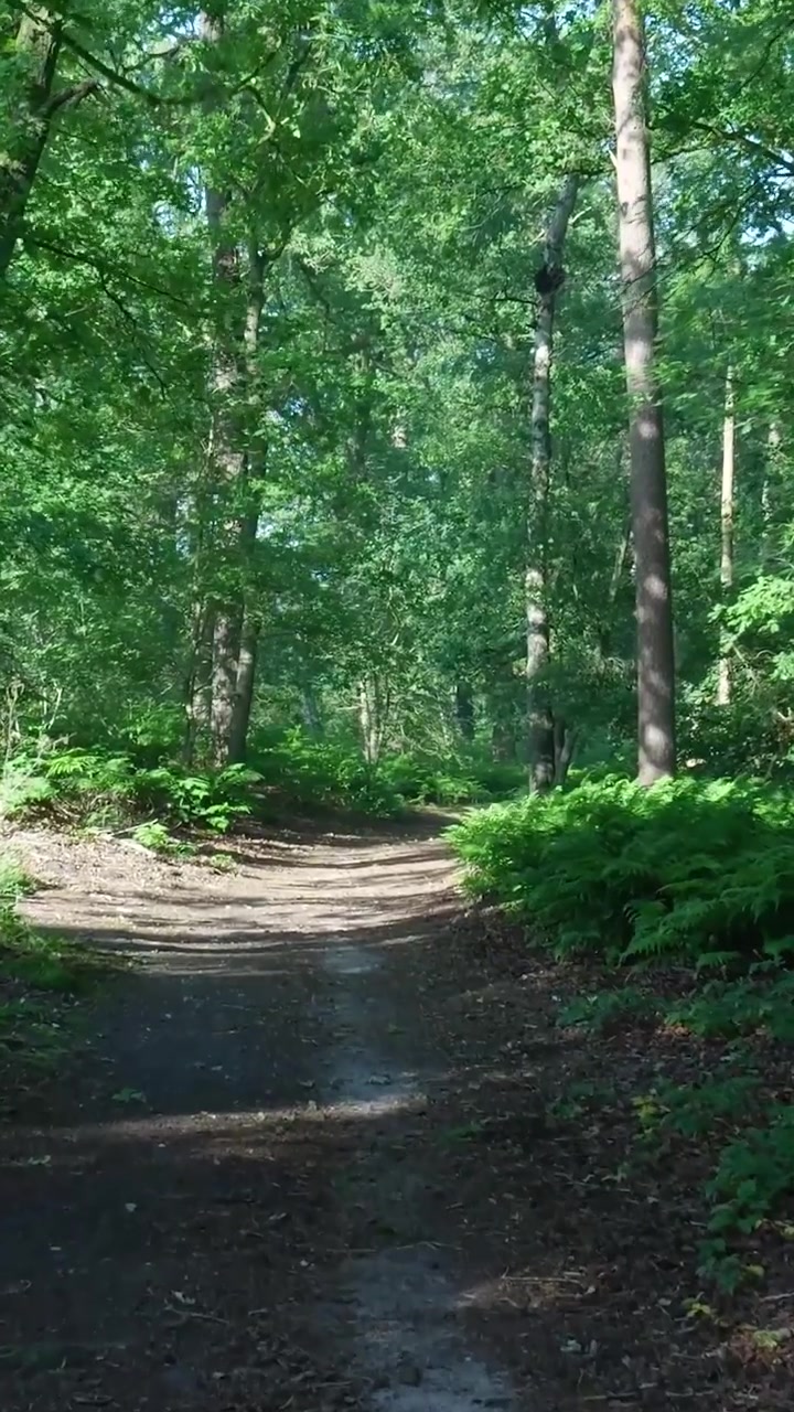 Sentiero sterrato che si snoda attraverso una foresta verde lussureggiante