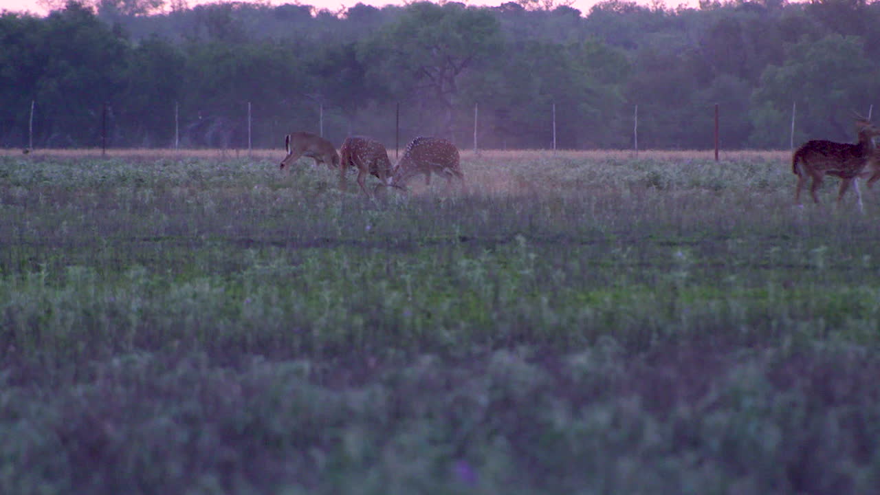 axis deer fight in the wild in Texas