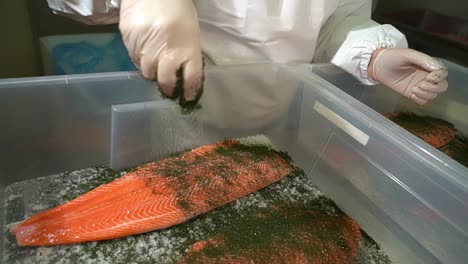 fish industry worker gently sprinkling dill herbs over salmon fillet - making graved salmon slow motion