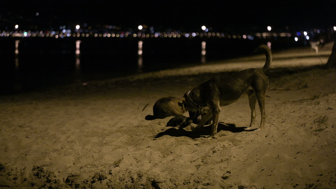밤에 해변에 있는 세 마리의 방랑견