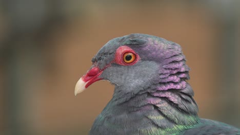 fotografía de retrato de cerca capturando los detalles de la cabeza de una paloma metálica hembra, columba vitiensis metallica con plumaje iridescente, arrugando y llamando a su pareja